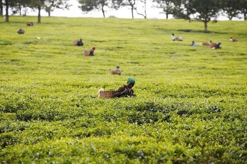 Nông dân thu hoạch chè ở Bangladesh chật vật với nắng nóng