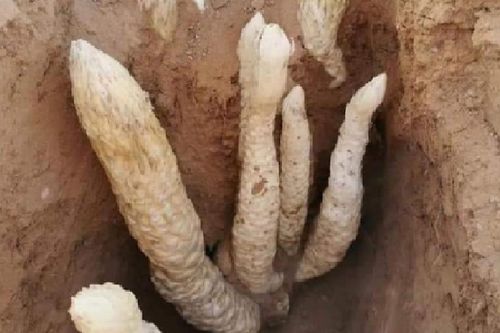 Đào măng, ông lão đụng trúng 7 'con rắn', không ngờ là báu vật tiền tỷ