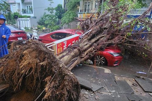 Cây bật gốc đè bẹp ô tô ở TP.HCM