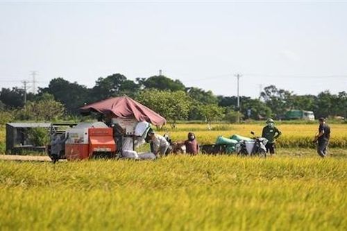 Tìm cách giúp nông nghiệp Việt tiếp tục là trụ đỡ kinh tế