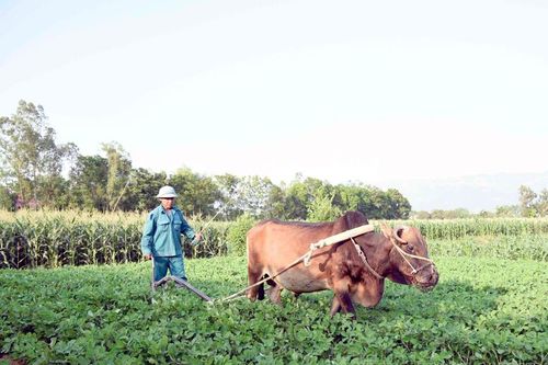 Đôi bờ Nậm Rốm