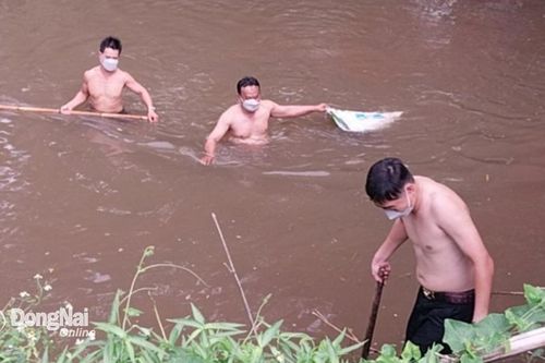 Xử lý xác heo chết tại khu vực cầu Suối Râm