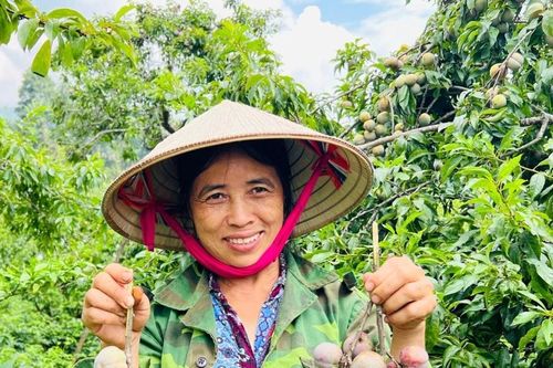 Du khách háo hức trải nghiệm hái mận tại vườn
