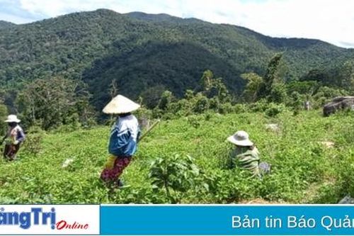 Giải quyết hiệu quả tình trạng xâm canh, xâm lấn đất rừng