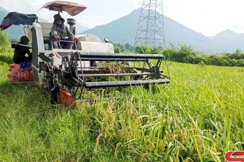 Mùa gặt trên cánh đồng Mường Tấc