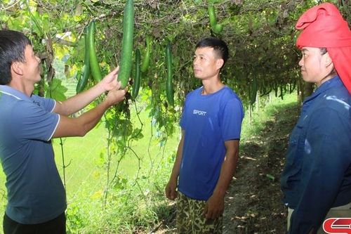 Cây bí xanh trên đồng đất Sông Mã