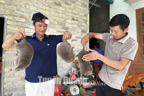 Khởi nghiệp từ nuôi dúi