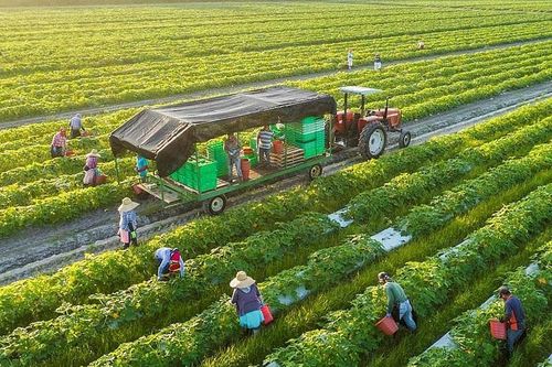 EU cấm hàng hóa có xuất xứ từ phá rừng: Cơ hội tốt cho doanh nghiệp Việt