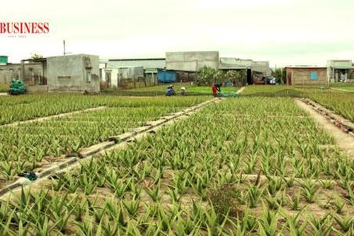 Tín hữu Tin Lành ở Cà Mau một lòng xây dựng quê hương ấm no hạnh phúc