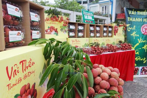 Người tiêu dùng Quảng Ninh trải nghiệm vải thiều Thanh Hà tại Go! Hạ Long