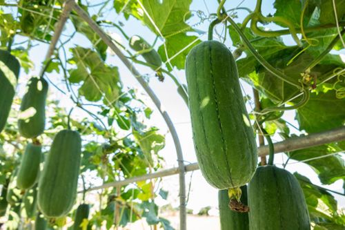 3 công dụng tuyệt vời từ quả mướp bạn không nên bỏ qua