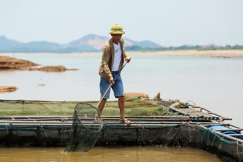 Ngư dân vất vả di chuyển lồng cá khắp sông Đà