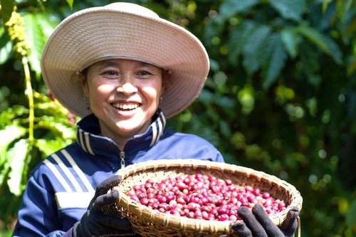 Nestlé thúc đẩy nền nông nghiệp phát thải thấp