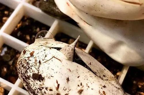 Tận mục loài rắn mọc 'sừng' ở mũi độc nhất vô nhị Việt Nam
