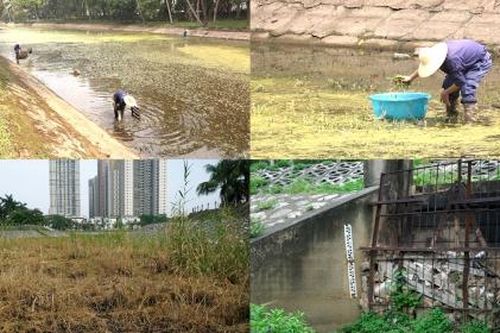 Hà Nội: Xuất hiện nhiều hồ cạn trơ đáy, công nhân hàng ngày đi bộ xuống lòng hồ nhổ cỏ