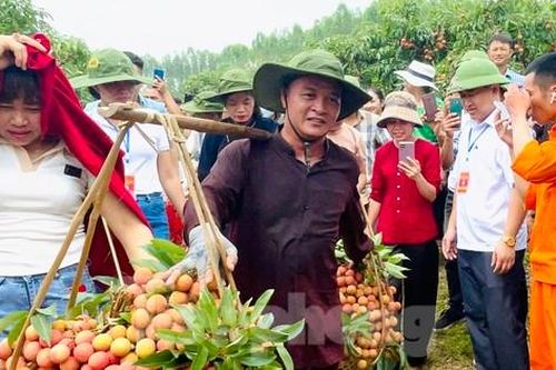 Độc đáo cuộc thi hái và bó chùm vải giữa các thôn xã của huyện Lục Ngạn