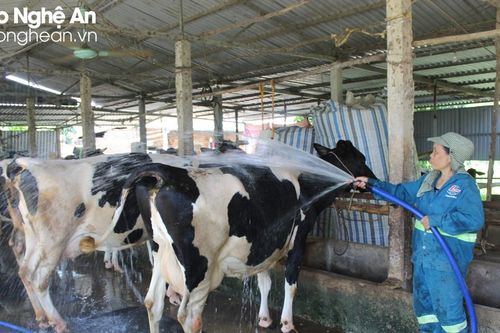 Nông dân Nghệ An thực hiện hàng loạt biện pháp chống nóng cho đàn bò sữa