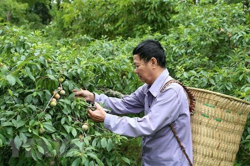 Lào Cai: Thời tiết khô hạn ảnh hưởng tới năng suất và giá mận Bắc Hà