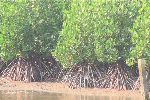 Khôi phục rừng ngập mặn tại Quảng Nam: Giúp người dân có sinh kế bền vững