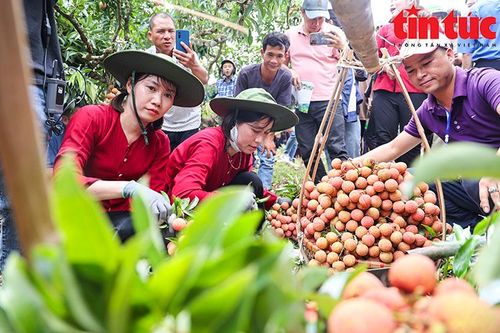 Tưng bừng cuộc thi hái và bó vải tại Lục Ngạn