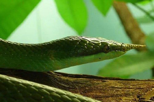 Điều ít biết về loài rắn mọc 'sừng' ở mũi độc nhất vô nhị ở Việt Nam