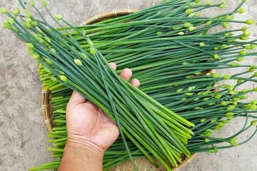 6 loại rau 'bình dân' nhưng quý như nhân sâm giàu dinh dưỡng, ít phun thuốc trừ sâu