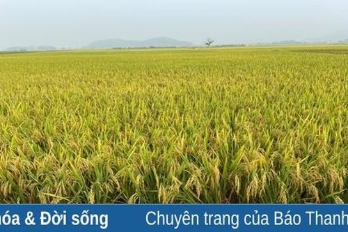 Nhà nông… ngày hạ