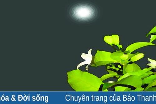 Nguyệt quế đêm trăng