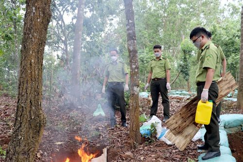 Tiêu hủy 14 cá thể động vật hoang dã bị chết