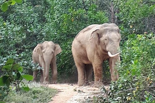 Huyện Định Quán: Xuất hiện đàn voi rừng 10 con ở đồi Đá Trắng