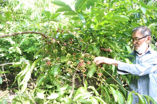 Giá cà phê vượt mốc 65 ngàn đồng/kg
