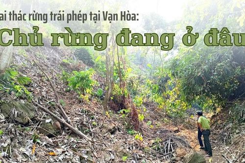 Khai thác rừng trái phép tại Vạn Hòa: Chủ rừng đang ở đâu?