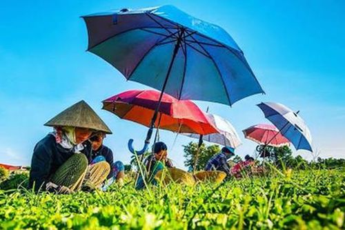 Nông dân Quảng Điền giải bài toán 'được mùa mất giá'