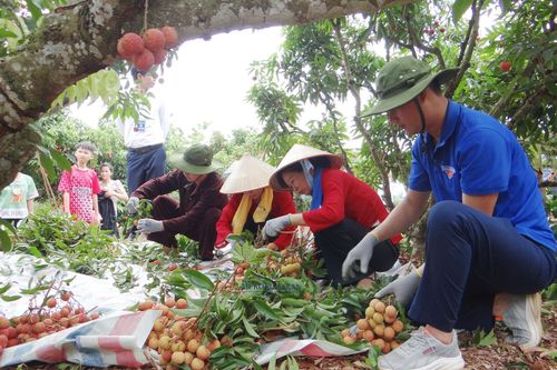 Bắc Giang đẩy mạnh phát triển du lịch 'Lục Ngạn mùa vải chín'