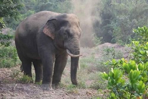 Sinh cảnh cho voi rừng dần thu hẹp, cá thể voi cũng giảm dần