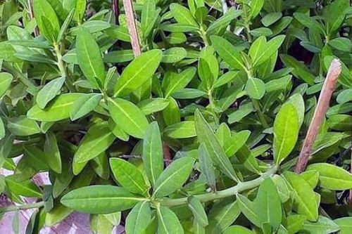 Cây thạch anh điều trị ung thư...
