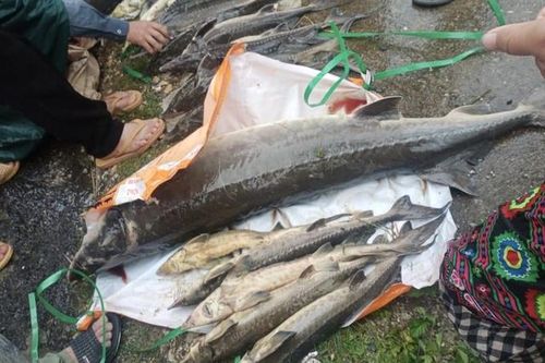 Lũ quét tại Lai Châu cuốn trôi hàng chục tấn cá tầm