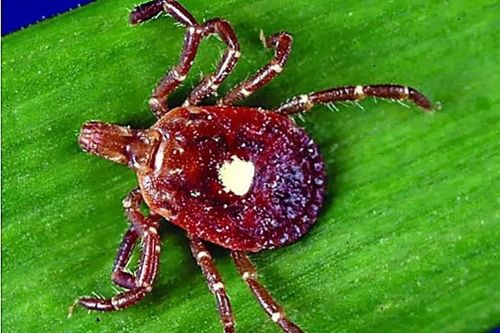 Người đàn ông Mỹ không thể ăn thịt sau khi bị bọ cắn