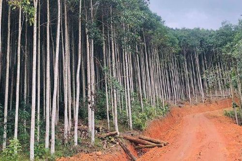Bắc Kạn mở rộng mạng lưới đường lâm nghiệp