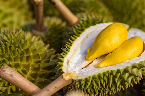 Sầu riêng đang được người tiêu dùng Anh đón nhận tích cực