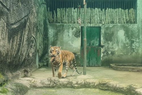 2 hổ con Bengal Thảo Cầm Viên quý hiếm sao được 'nâng như trứng'?