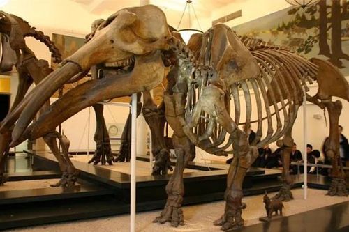 Giật mình quái thú 'mặt quỷ' từng lang thang 6 triệu năm trước