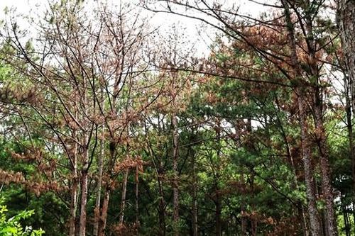 Tìm cách cứu chữa rừng thông ba lá bị đầu độc ở Lâm Đồng