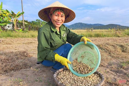 Hành tăm Nghi Xuân được mùa, giá tăng gần gấp đôi