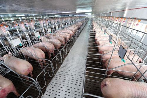 BAF lên tiếng vụ trại nuôi heo bị phạt do xả thải ô nhiễm môi trường