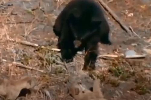 Tát báo con ngã ra đất, gấu đen bị báo mẹ đuổi lên tận ngọn cây