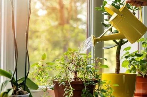 7 cách đơn giản giúp vườn rau của bạn luôn tươi tốt