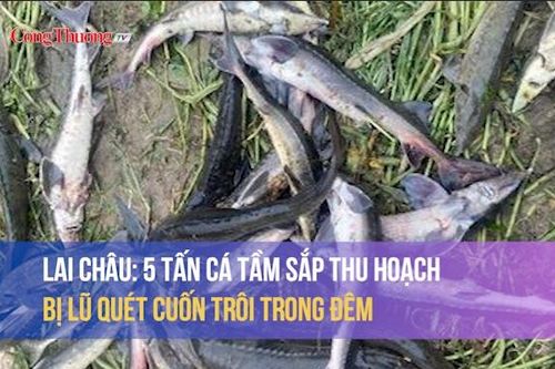 Lai Châu: 5 tấn cá tầm sắp thu hoạch bị lũ quét cuốn trôi trong đêm
