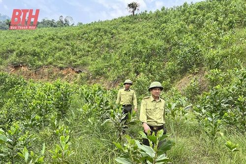 Bấp bênh nghề giữ rừng (Bài 2): Đành xa tiếng gọi rừng xanh