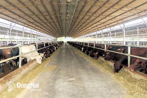 Bài cuối: Những quyết sách để phát triển chăn nuôi bền vững